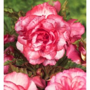 Begonia - Bouton de rose de vanzare en gros
