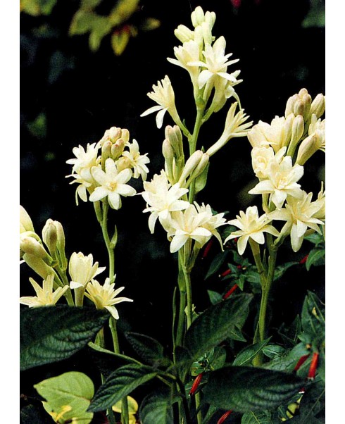 Bulbi speciale - Polianthus tub the pearl de vanzare en gros