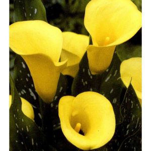 Cala - Zantedeschia black magic yellow de vanzare en gros