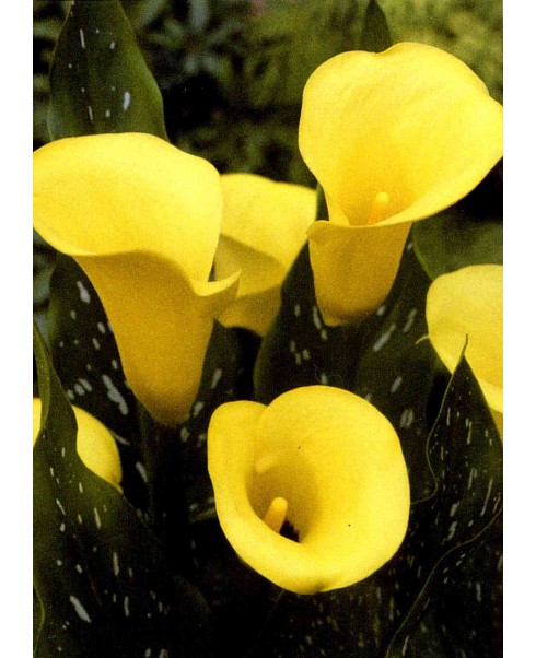 Cala - Zantedeschia black magic yellow de vanzare en gros