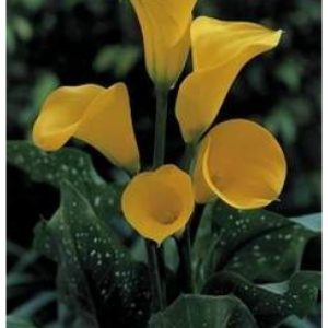 Cala - Zantedeschia florex gold de vanzare en gros