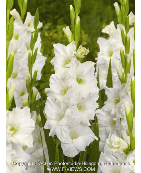 Gladiole - White de vanzare en gros