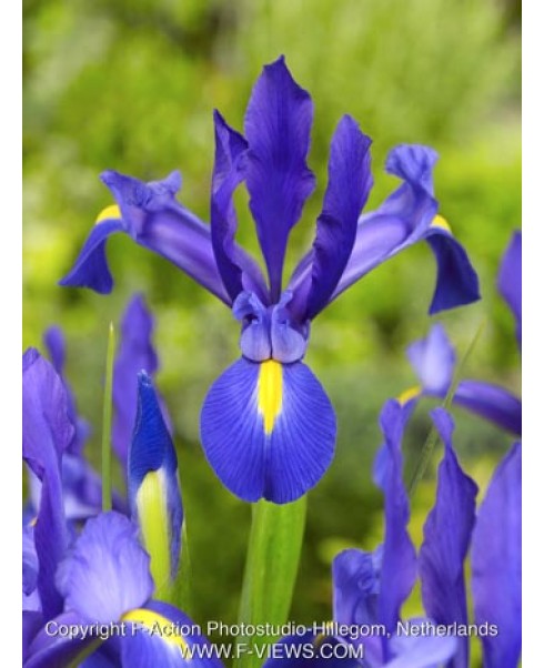 Irisi - Iris blue hollandica de vanzare en gros