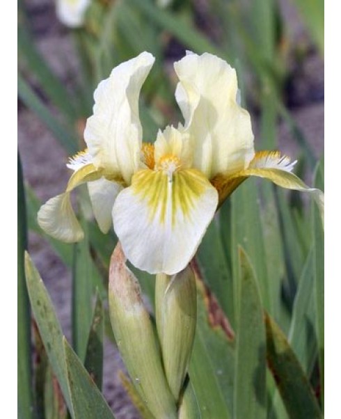 Irisi - Iris forest light pumila de vanzare en gros