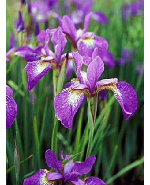 Irisi - Iris sparkling rose siberica de vanzare en gros