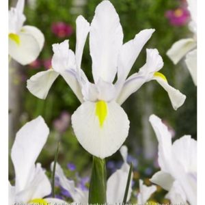 Irisi - Iris white hollandica de vanzare en gros