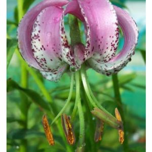 Lilies - Lankongense de vanzare en gros