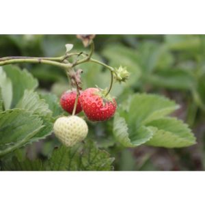 Perene - Fragaria elsanta strawberry de vanzare en gros