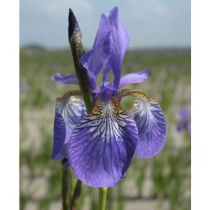 Perene - Iris blue king siberica de vanzare en gros