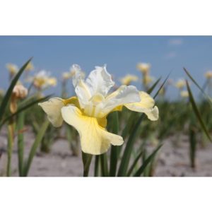 Perene - Iris chartreuse bounty siberica de vanzare en gros