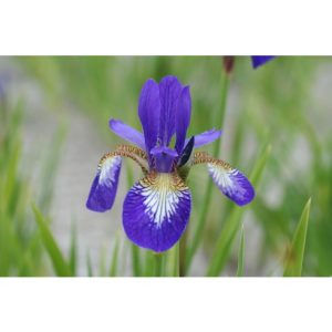 Perene - Iris claret cup siberica de vanzare en gros