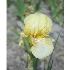 Perene - Iris dawn of fall germanica de vanzare en gros