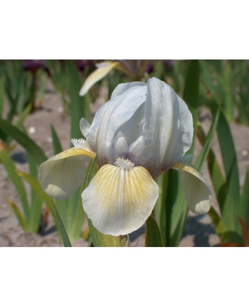 Perene - Iris delicate air pumila de vanzare en gros
