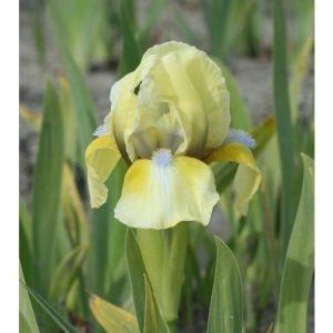 Perene - Iris doll dear pumila de vanzare en gros