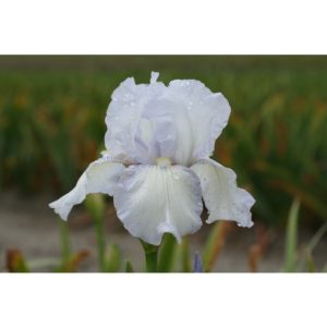 Perene - Iris english cottage germanica de vanzare en gros