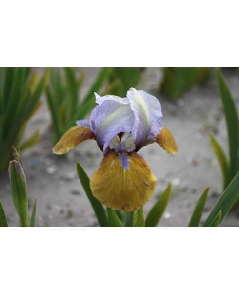 Perene - Iris hocus pocus pumila de vanzare en gros