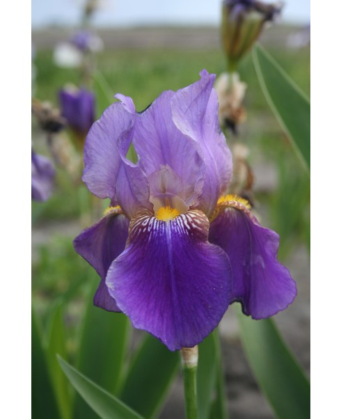 Perene - Iris lent a. williamson germanica de vanzare en gros