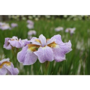 Perene - Iris memphis memory siberica de vanzare en gros