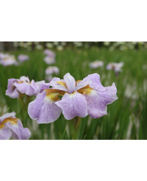 Perene - Iris memphis memory siberica de vanzare en gros