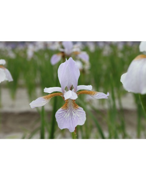 Perene - Iris mrs. rowe siberica de vanzare en gros