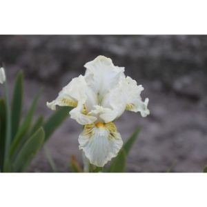 Perene - Iris nylon ruffles pumila de vanzare en gros