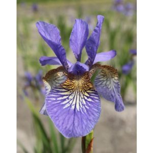 Perene - Iris persimmon siberica de vanzare en gros