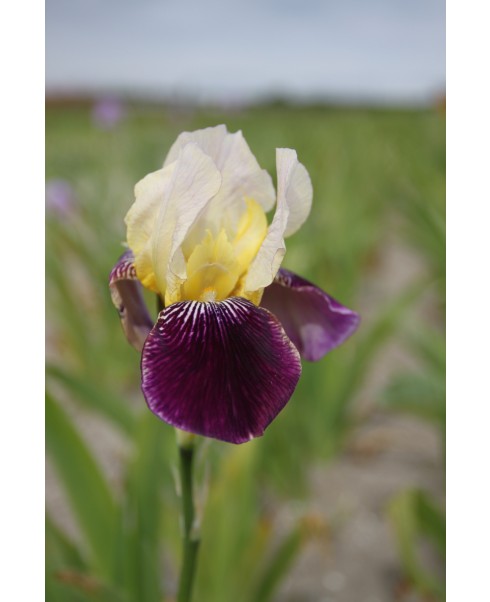 Perene - Iris salonique germanica de vanzare en gros