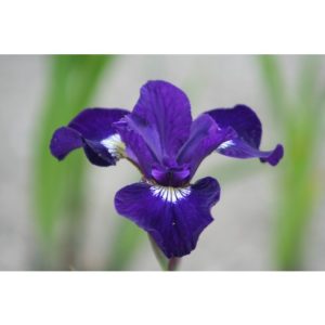 Perene - Iris shirley pope siberica de vanzare en gros