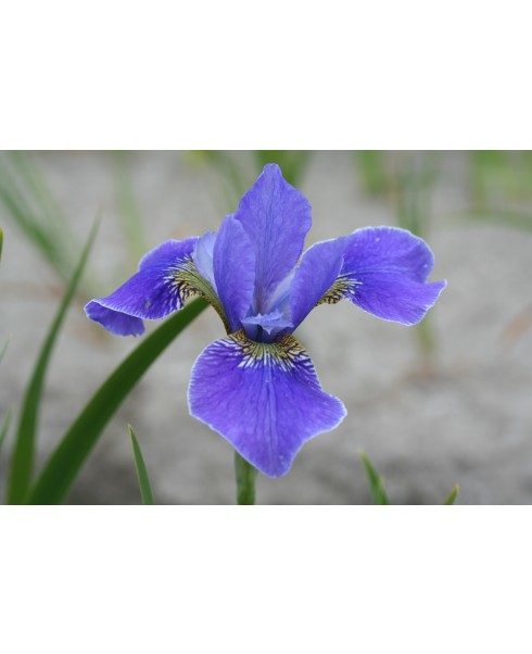 Perene - Iris silver edge siberica de vanzare en gros