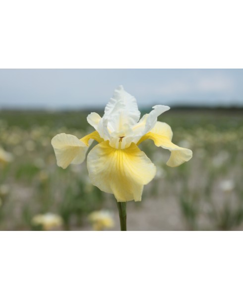 Perene - Iris summer revels sibirica de vanzare en gros