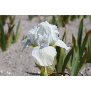 Perene - Iris westar pumila de vanzare en gros