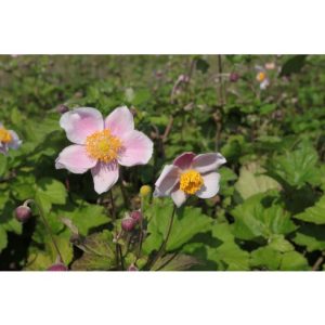 Perene - September charm hupehensis de vanzare en gros